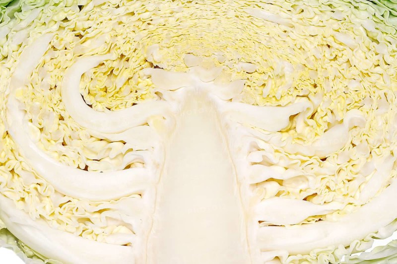 Savoy Cabbage (Brassica oleracea var sabauda)