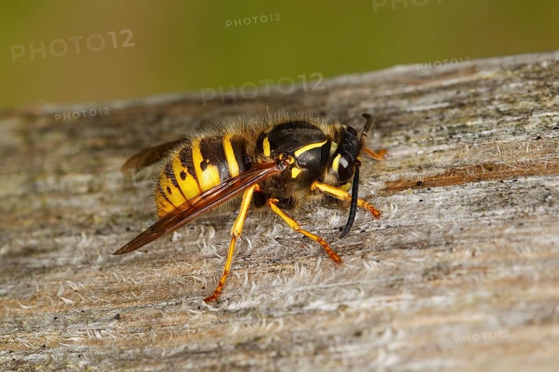 European wasp (Vespula germanica) rasping wood