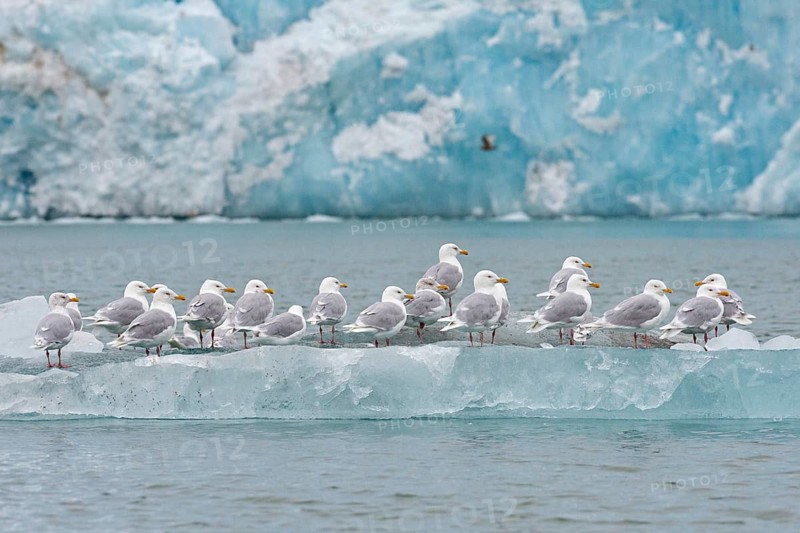 Glaucous Gulls (Larus hyperboreus) standing on an iceberg