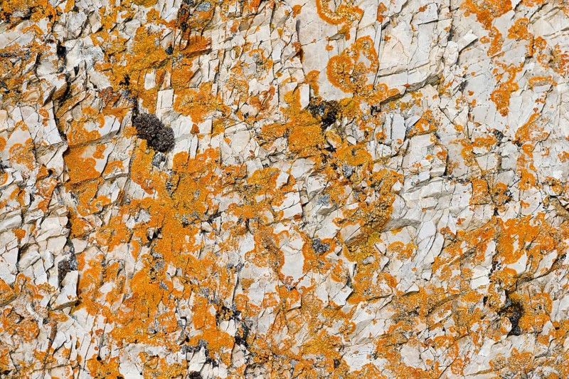 Lichen (Caloplaca) on rock