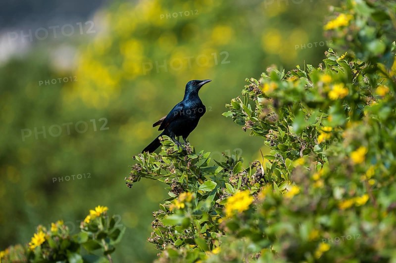 Red-winged Starling (Onychognathus morio)