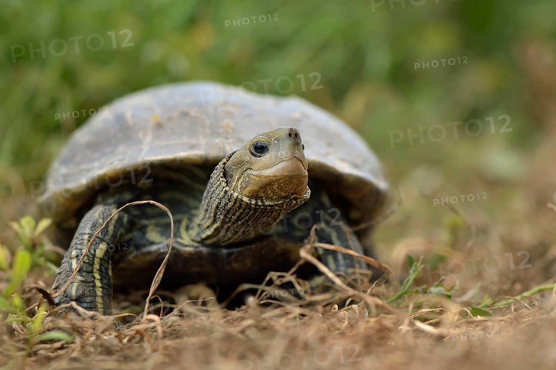 Fully grown Western Caspian Turtle (Mauremys rivulata)