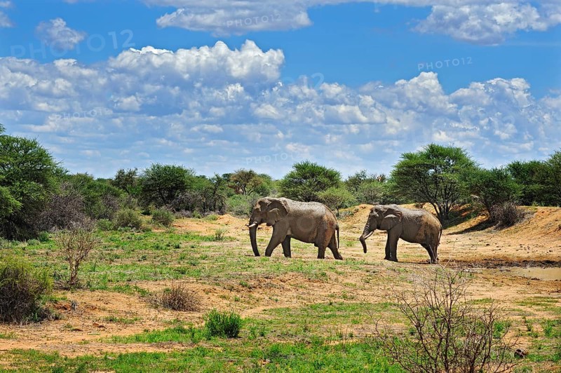 African Elephants (Loxodonta africana)