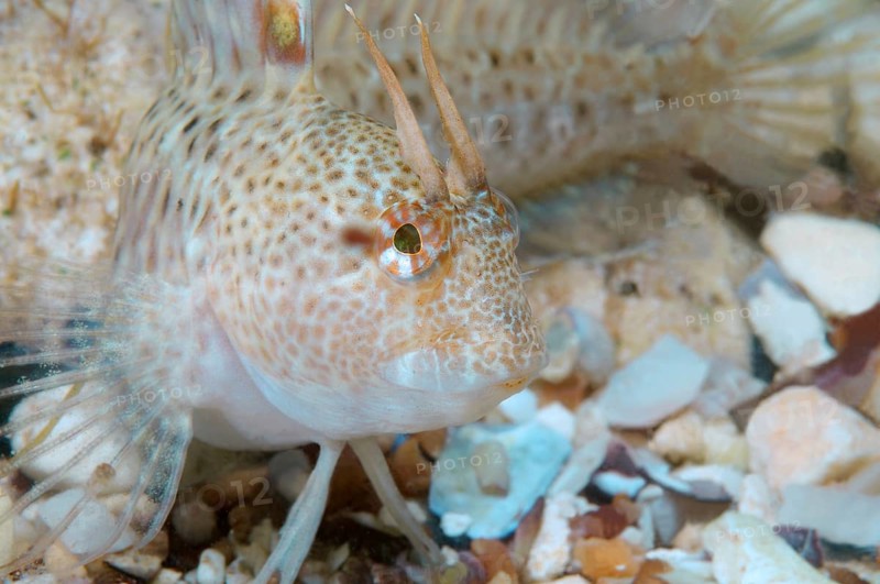 Tentacled Blenny (Parablennius tentacularis)