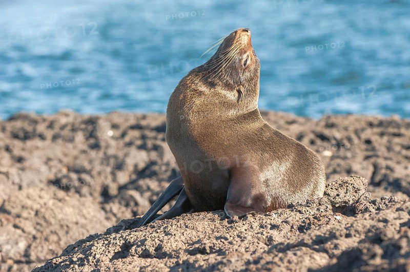 Galapagos Fur Seal (Arctocephalus galapagoensis)