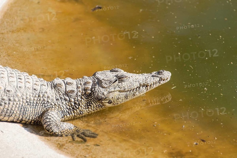 Nile Crocodiles (Crocodylus niloticus)