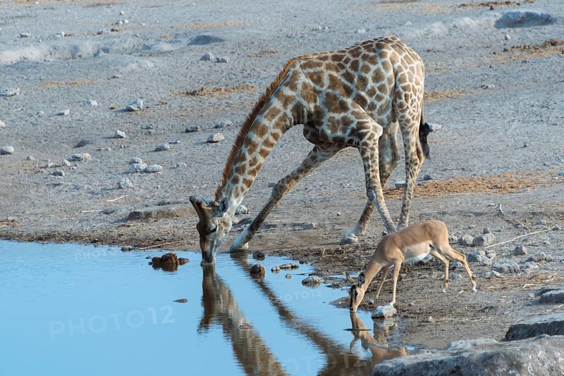 Giraffe (Giraffa camelopardis) and a Blacked-faced Impala (Aepyceros melampus petersi) drinking next to each other at the Chudop waterhole