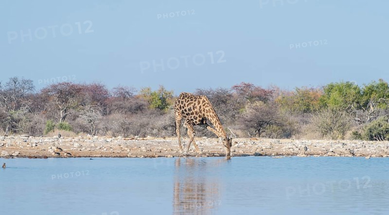Giraffe (Giraffa camelopardis) drinking