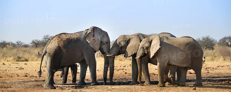 Two elephants playfully fighting