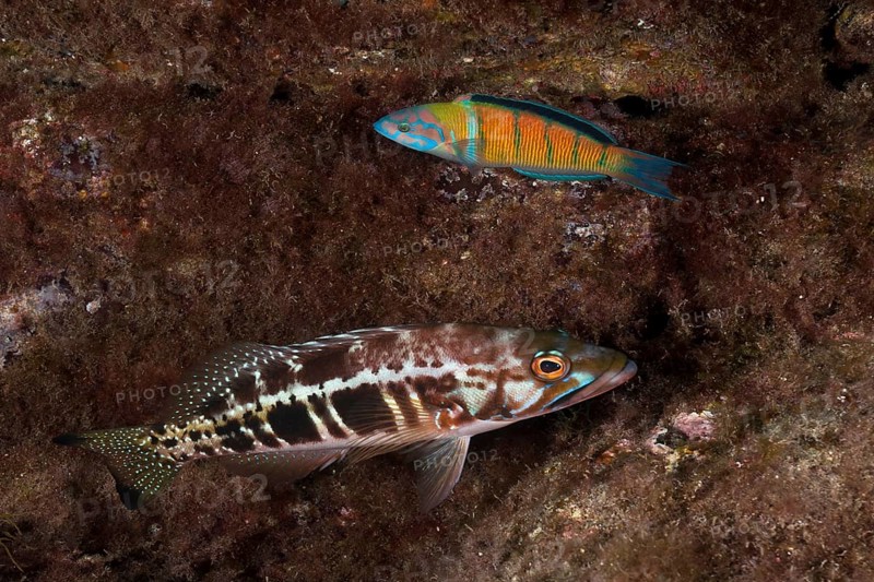 Comber (Serranus cabrilla)