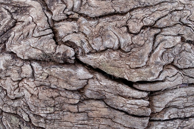Weathered wood
