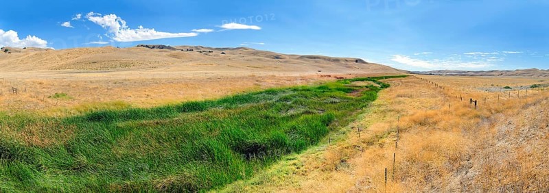 Green fertile river bed of the Cholame Creek in the middle of the dry California hills and grasslands at the Bitter Water Road