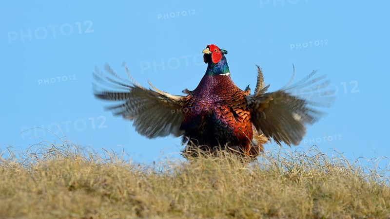 Common Pheasant (Phasianus colchicus)