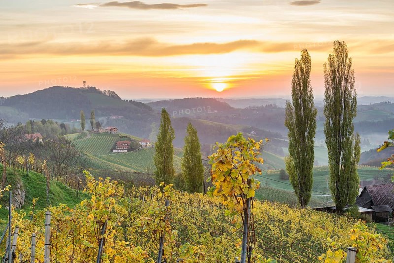 Sunrise over autumnal vineyards