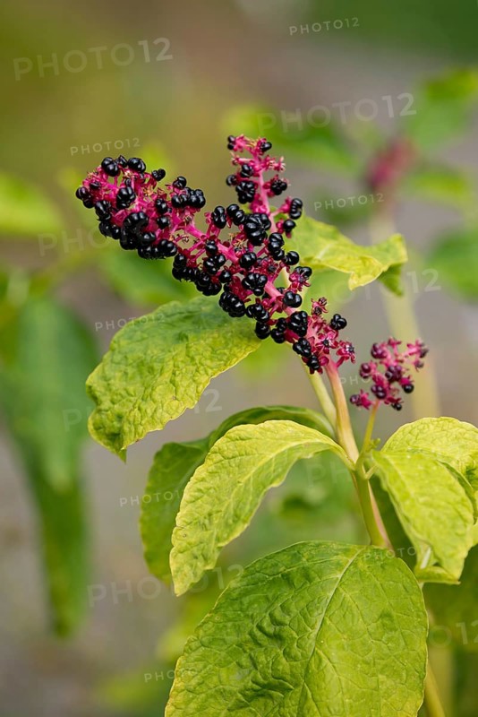 Red-ink Plant or Indian Pokeweed (Phytolacca acinosa)