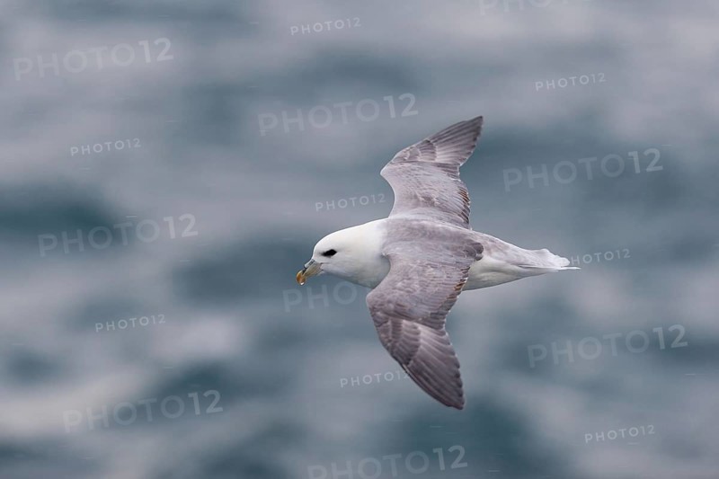 Northern Fulmar (Fulmaris glacialis) in flight