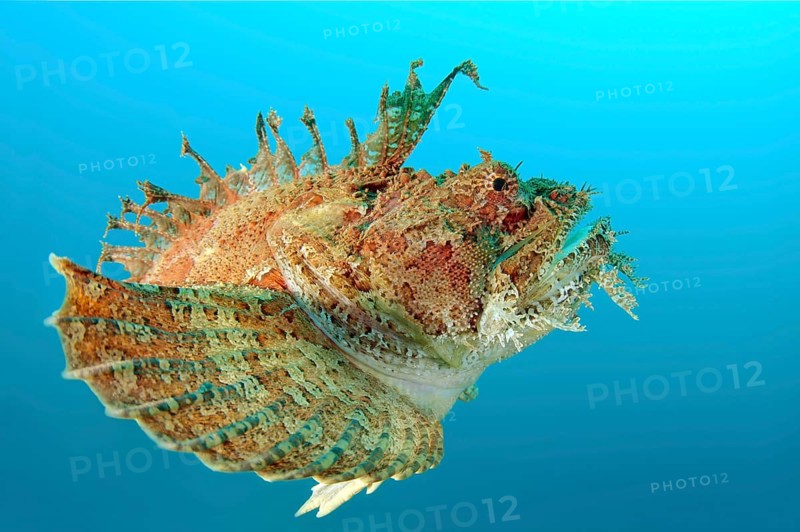 Sea Raven (Hemitripterus villosus)