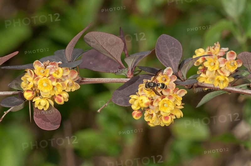 Japanese Barberry (Berberis thunbergii atropurpurea)