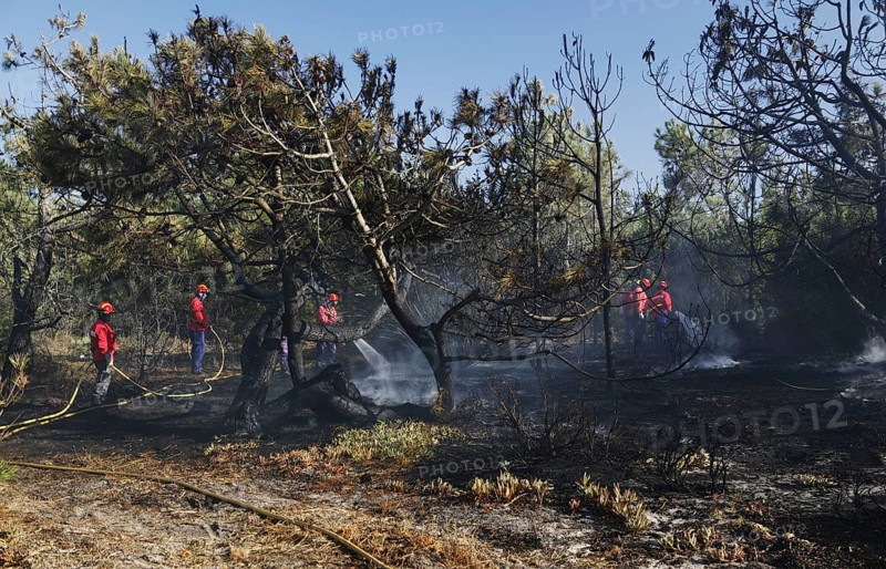 Fire brigade putting out a bush fire