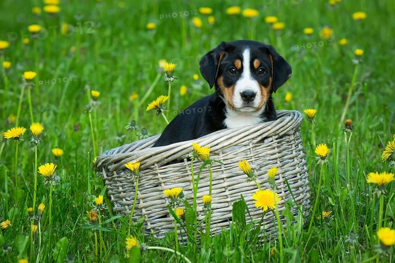 Greater Swiss Mountain Dog