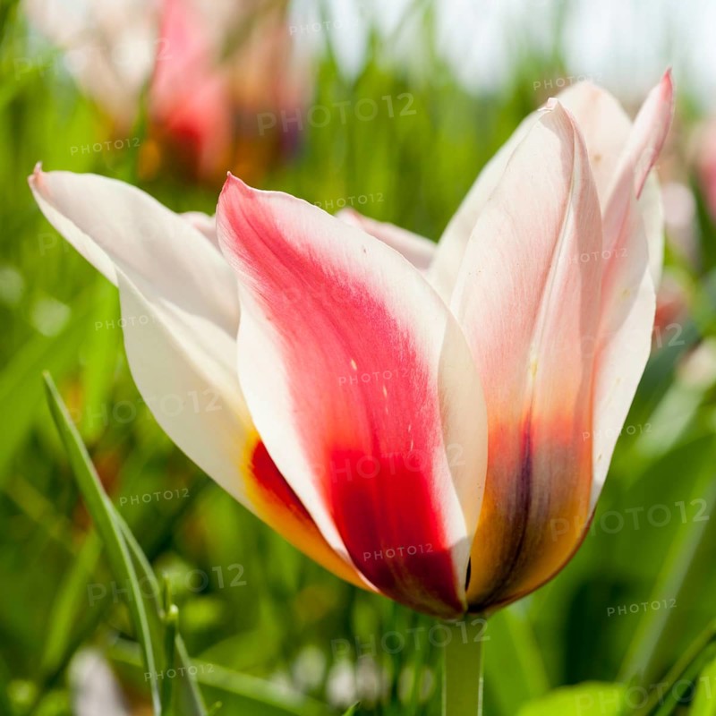 Red and white Tulip (Tulipa)