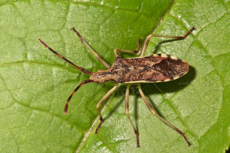 Juniper Shield Bug (Gonocerus juniperi)