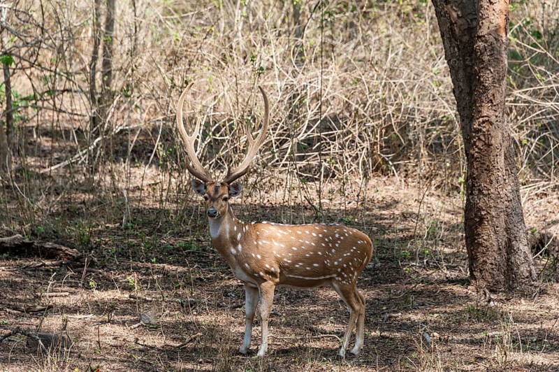 Chital (Axis axis)
