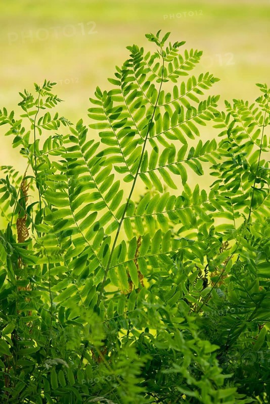 Royal fern (Osmunda regalis)