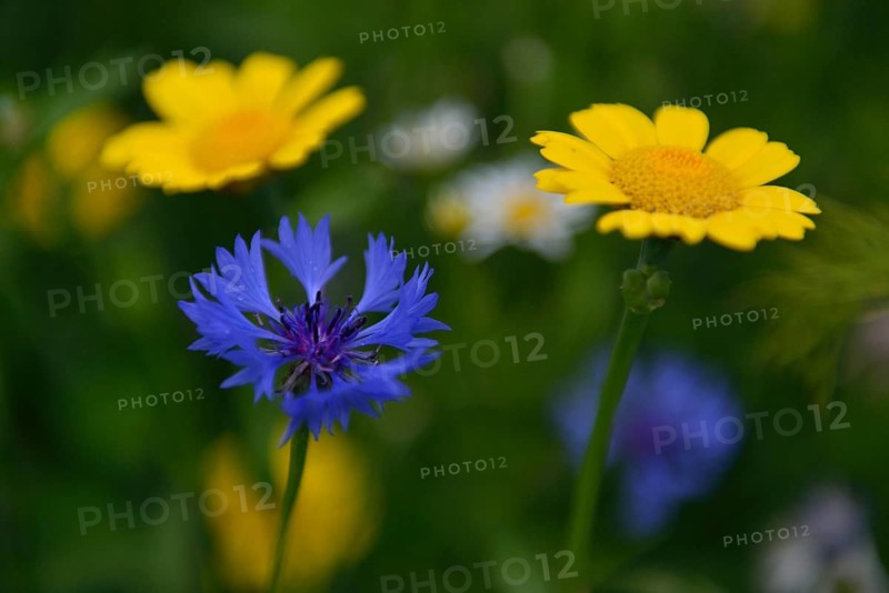 Cornflower (Centaurea cyanus) and Corn Marigold (Chrysanthemum segetum)