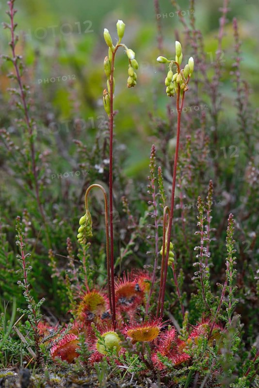 Common Sundew (Drosera rotundifolia)