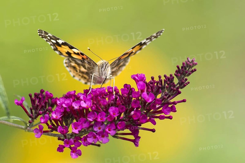 Painted lady (Vanessa cardui) on butterfly-bush (Buddleja davidii)