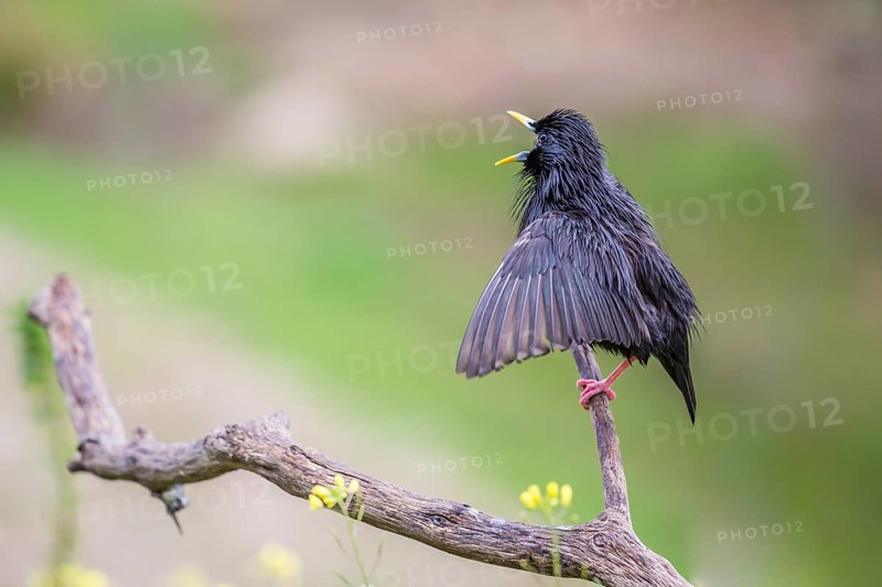 Spotless Starling (Sturnus unicolor)