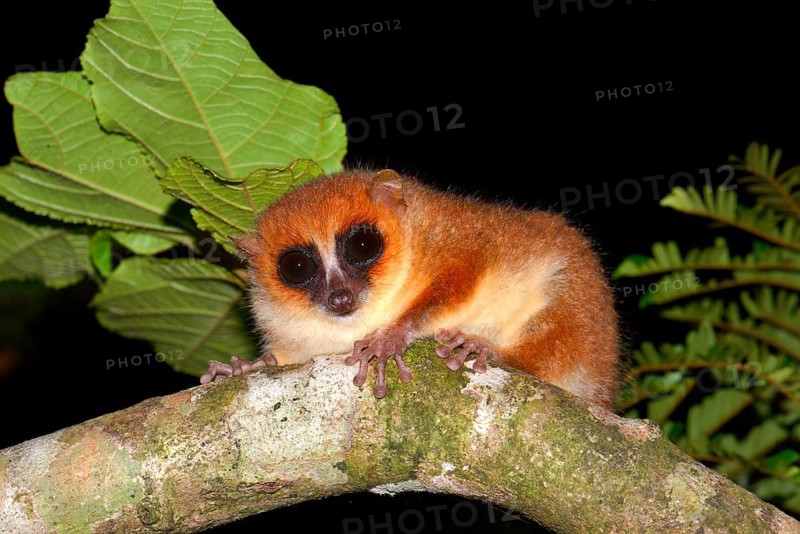 Brown mouse lemur (Microcebus rufus)