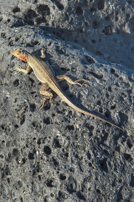 Galapagos Lava Lizard (Microlophus albemarlensis)