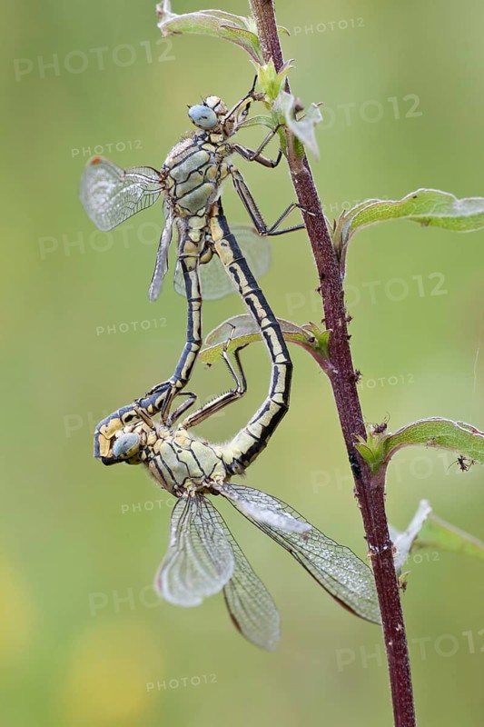 Mating wheel of two Western Clubtails (Gomphus pulchellus)