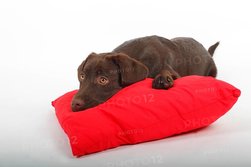 Brown Labrador Retriever