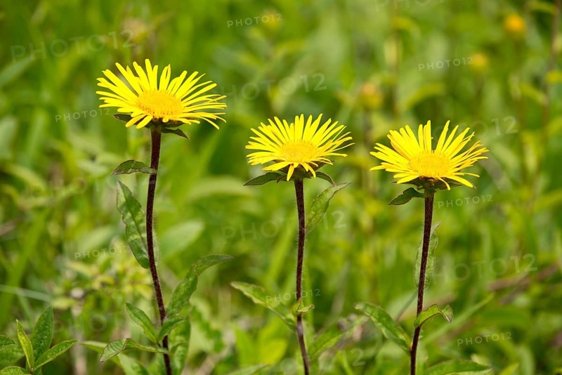 Downy Elecampane (Inula hirta)