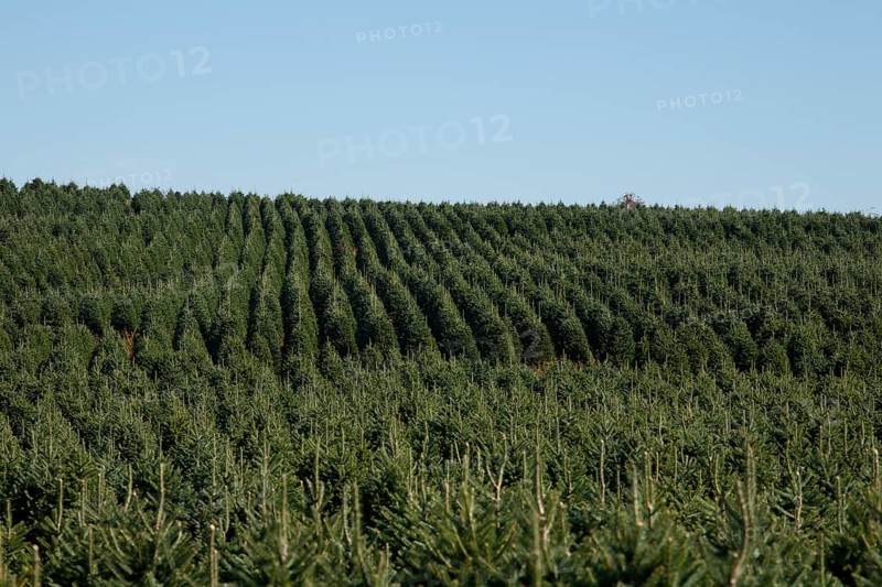 Christmas tree farm