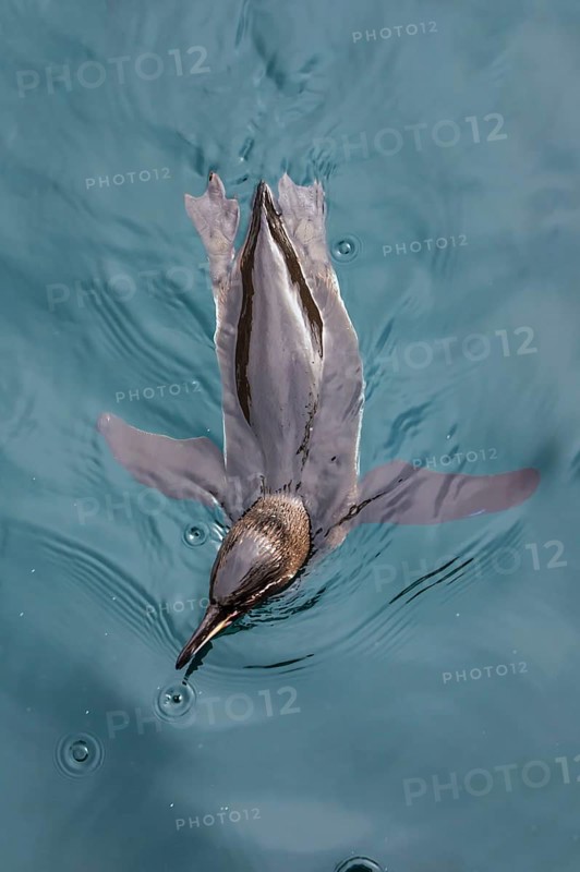 Galapagos Penguin (Spheniscus mendiculus)