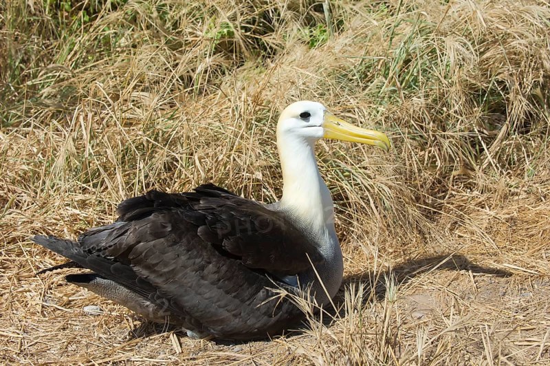 Waved Albatross (Phoebastria irrorata)