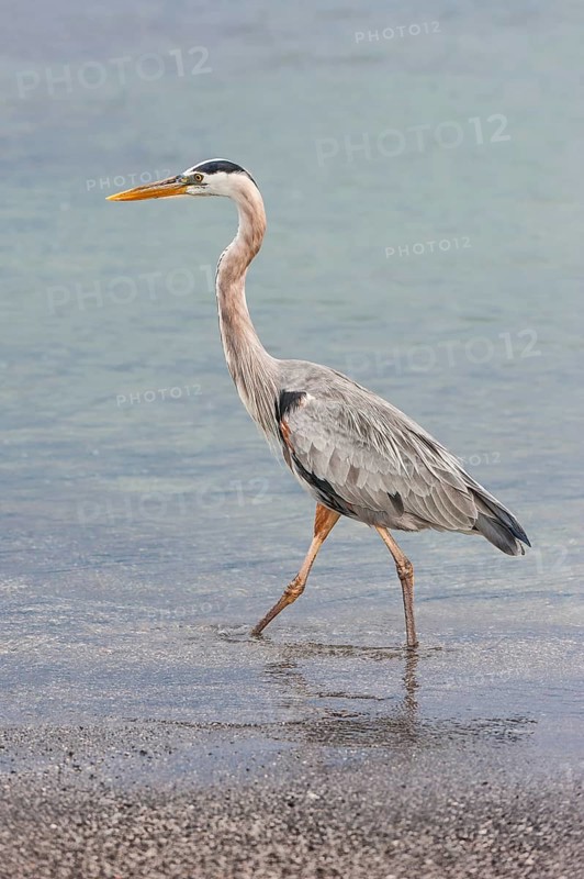 Great blue Heron (Ardea herodias)