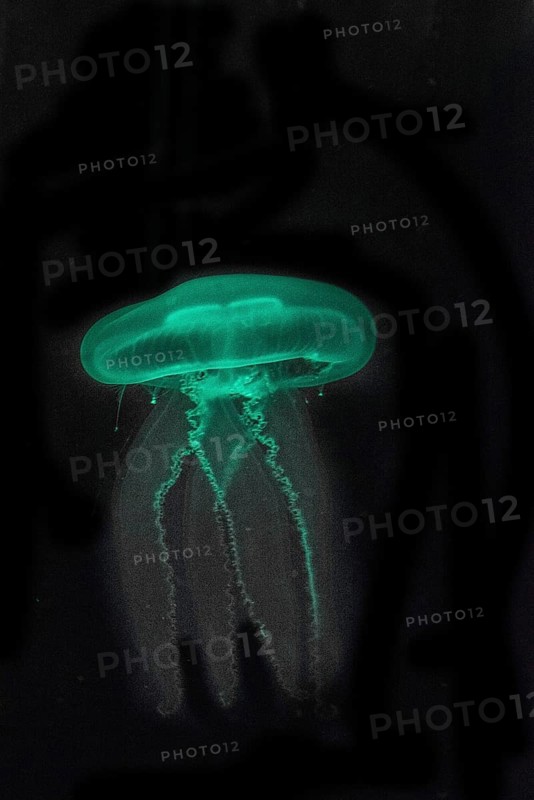 Moon Jellyfish (Aurelia aurita) in coloured light