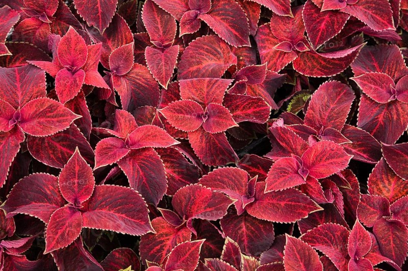 Red Coleus (Solenostemon sp.) leaves