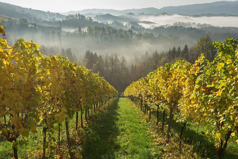 Vineyard in the morning mist