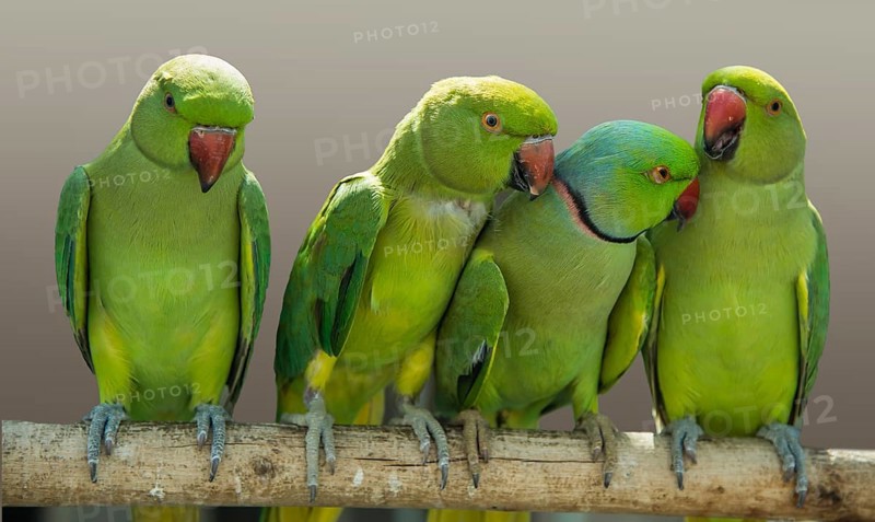 Fischer's Lovebirds (Agapornis fischeri)