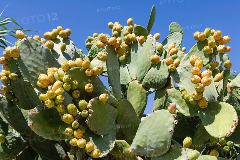 Indian Fig Opuntia (Opuntia ficus indica)