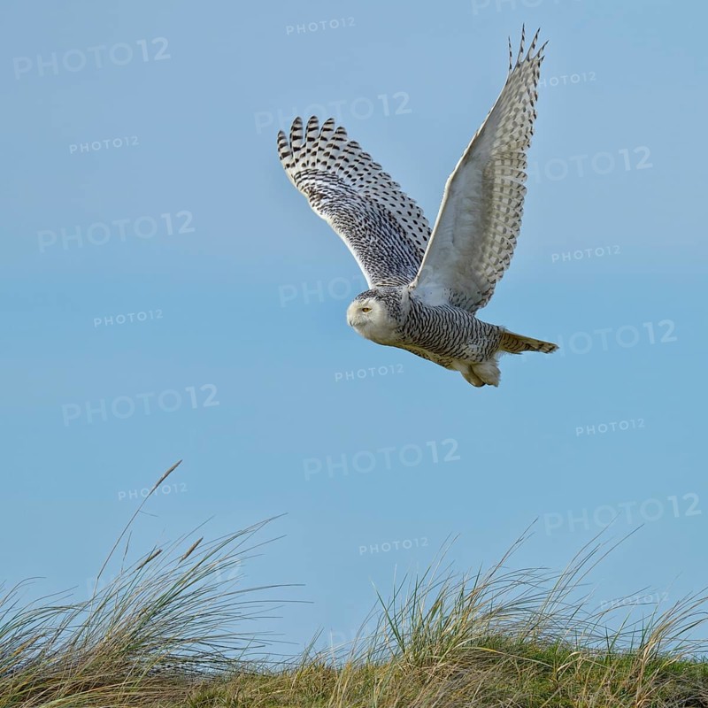 Snowy Owl (Bubo scandiacus)