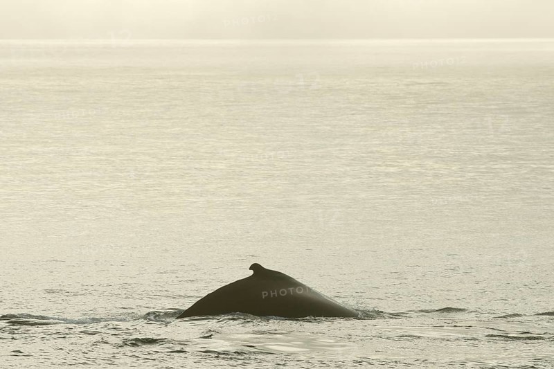 Humpback Whale (Megaptera novaeangliae)