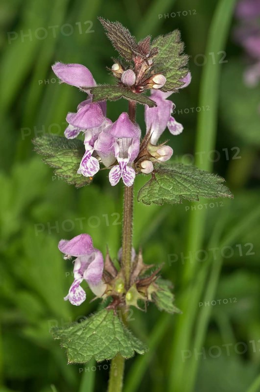 Spotted Deadnettle or Spotted Dead-Nettle (Lamium maculatum)