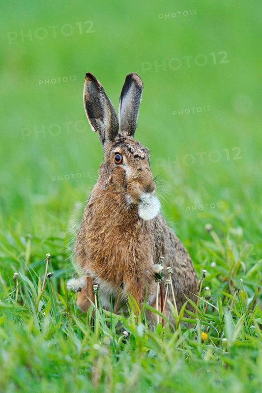European Hare or Brown Hare (Lepus europaeus)